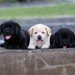 Labrador Retriever Puppies from ROCK CREEK LABRADORS