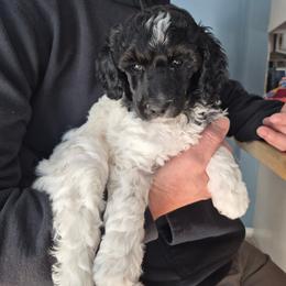 Cannolli moyen poodle pup - Parti female Poodle puppy in Milford, Michigan from Cuddley-Poods Moyen poodles