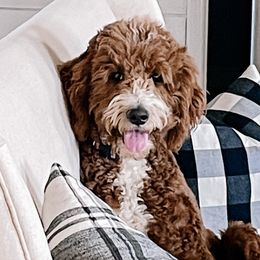 America - Goldendoodle