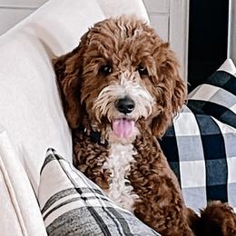 America - Goldendoodle