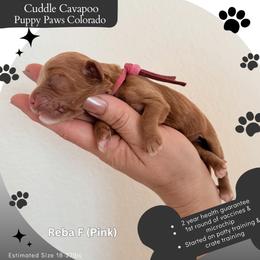 Reba - Apricot female Cavapoo puppy in Fort Lupton, Colorado from Puppy Paws Colorado