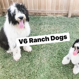 Goldendoodle, Old English Sheepdog, and Sheepadoodle All Grown Up from V6 Ranch Dogs