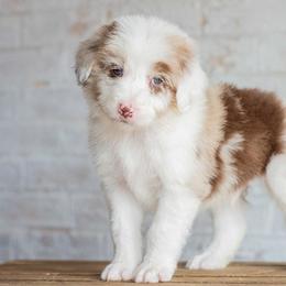 Chick Magnet - Red merle male Bordoodle puppy in Woodruff, South Carolina from Crooked Creek Doodles and Poodles
