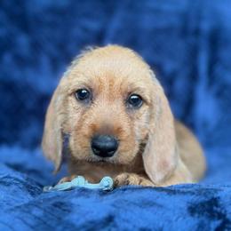 Silver - Red wheaten female Basset Fauve de Bretagne puppy in Reddick, Florida from Afterhours German Wirehaired Pointers and Basset Fauve de Bretagne