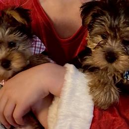 Yorkshire Terrier Puppies from Kathryn's Yorkies