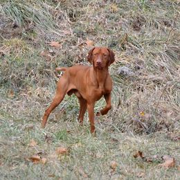 Diesel - Vizsla
