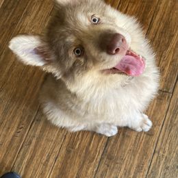 German Shepherd Puppies from Anzhela Krieg