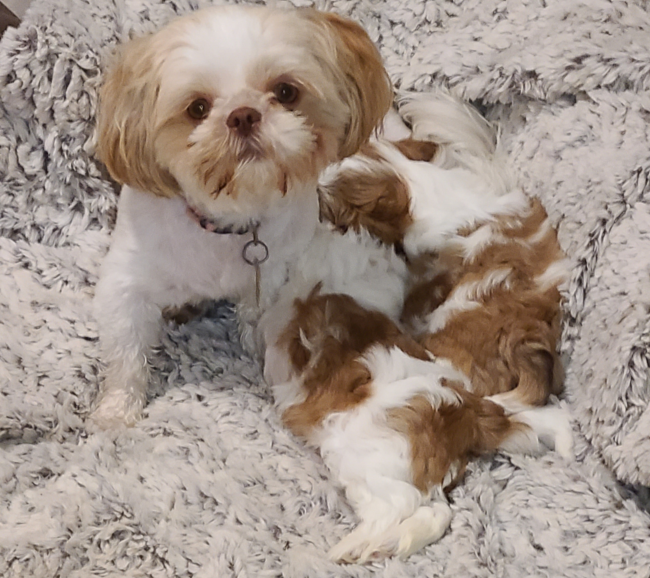 Shih Tzu Puppies from SuLynnes Shih Tzus