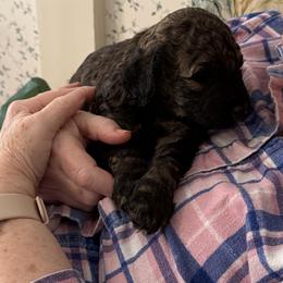 Teddy Von BridleWoof - Sable male Goldendoodle puppy in Great Barrington, Massachusetts from BridleWoof