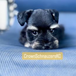 Miniature Schnauzer Puppies from Crown Schnauzers KC