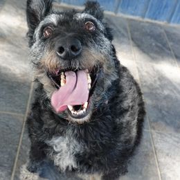 Lilly - Wire Haired Dutch Shepherd REHOMING - Silver brindle female Dutch Shepherd puppy in Charleston, West Virginia from Louisov Kennel