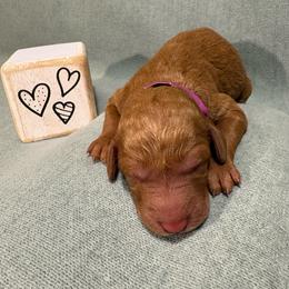 Cinnamon - Apricot female Goldendoodle puppy in Rochester, New York from Willowgreen Goldendoodles