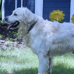 Samson - Golden Retriever