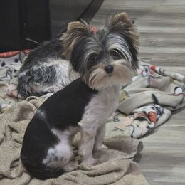 Dolce - Yorkshire Terrier