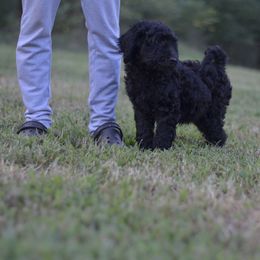 Goldendoodle and Poodle Puppies from Syren House Doodles & Poodles