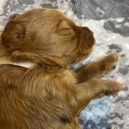 White collar boy - Red  male Goldendoodle puppy in Fairfield, California from Twin Sisters Doodles