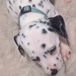 Boy 6 Metabo Mint Green Collar - White and black male Dalmatian puppy in Sebring, Florida from God It Covered In Spots Dalmatians