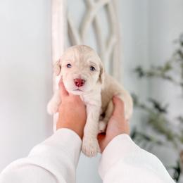 Windsor - Cream male Goldendoodle puppy in Greencastle, Indiana from Willow & Co.