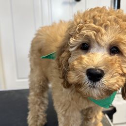 Guacamole - Red Labradoodle puppy in Chelan, Washington from North Cascades Doodles