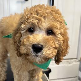 Guacamole - Red Labradoodle puppy in Chelan, Washington from North Cascades Doodles