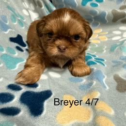 Breyer - Liver male Shih Tzu puppy in Jasper, Indiana from Jacob’s Spoiled Shih Tzu