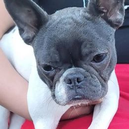 French Bulldogs from Montes House of Frenchies