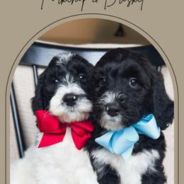 Brisket - Black and white male Bernedoodle puppy in New Harmony, Indiana from Cottonwood Farms
