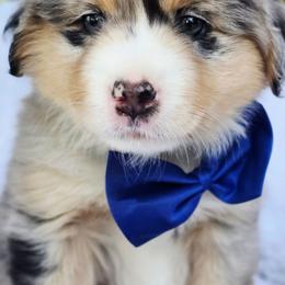Please read description - Blue merle male Miniature American Shepherd puppy in Georgetown, California from Foothill Aussies