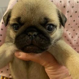Golden Retrievers and Pugs from Oryan Goldens and Pugs