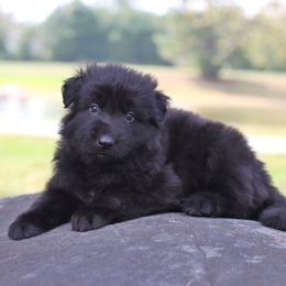 Green Collar boy - Black male German Shepherd puppy in Elkmont, Alabama from Oakmont Shepherds