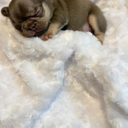 French Bulldog Puppies from Horror Line Frenchies
