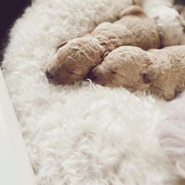 Goldendoodle puppies from Moore Pups the Merrier