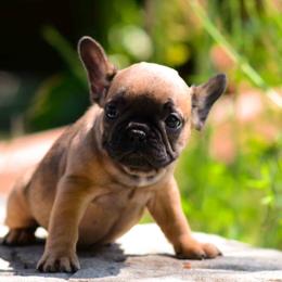 French Bulldog Puppies from Haas Frenchies LLC