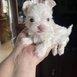 Maltese Puppies from Princess’s Maltese Palace