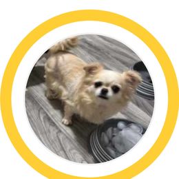 Honey - Chihuahua