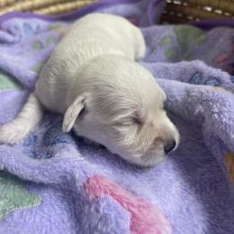 Miniature Schnauzer Puppies from Miniature Schnauzer Paradise llc