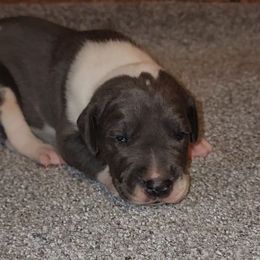 Diesel - Mantle male Great Dane puppy in Walker, Louisiana from La Rebel Danes