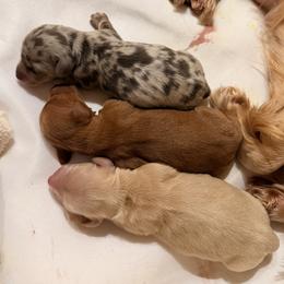 Dachshund Puppies from Lovelaced Pups