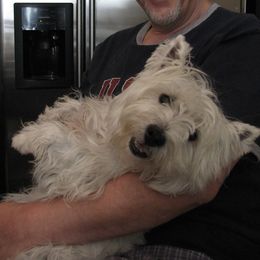 Lily - West Highland White Terrier