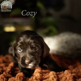 Brown Collar - Chocolate female Australian Labradoodle puppy in Cashmere, Washington from Mountain Home Doodles