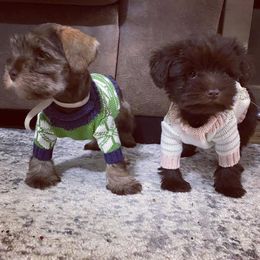 Miniature Schnauzer Puppies from Southern Magnolia Schnauzers