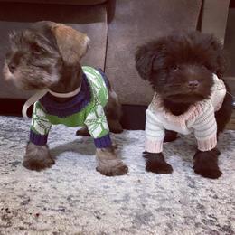 Miniature Schnauzer Puppies from Southern Magnolia Schnauzers