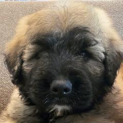 Bouvier des Flandres from Bouvier's of Rockingham