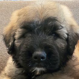 Bouvier des Flandres from Bouvier's of Rockingham