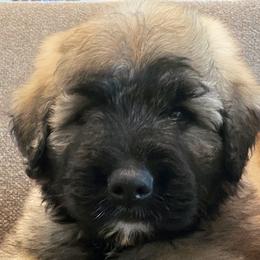 Bouvier des Flandres from Bouvier's of Rockingham