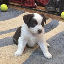 Karat - Red tri-color female Miniature American Shepherd puppy in Vancouver, Washington from BonDrew's Miniature American Shepherds
