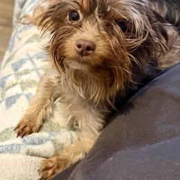 Coco - Yorkshire Terrier