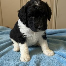 Jonny - Parti male Poodle puppy in Washington, Pennsylvania from Patriotic Poodles