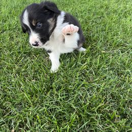 Border Collie Puppies from Pineview Farm