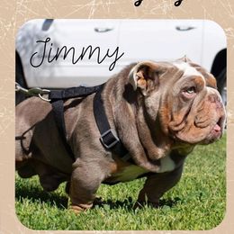 Jimmy Dean - Bulldog